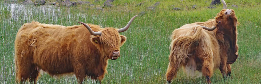 Highlandcattle_im_Westen
