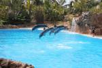 original pixabay loro-parque