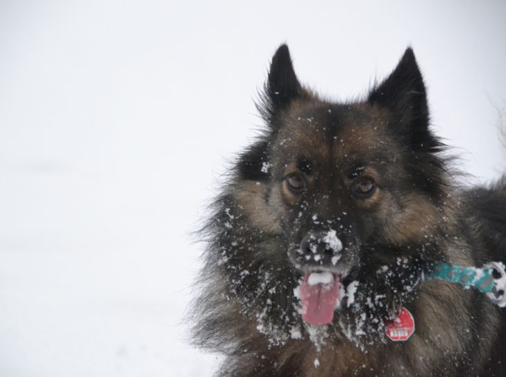 Schneetreiben im Harz