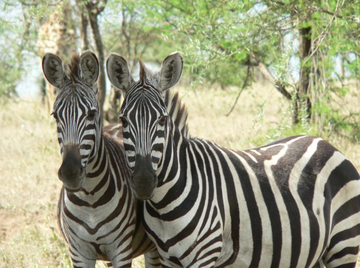 Tansania - Tierwunder der Serengeti