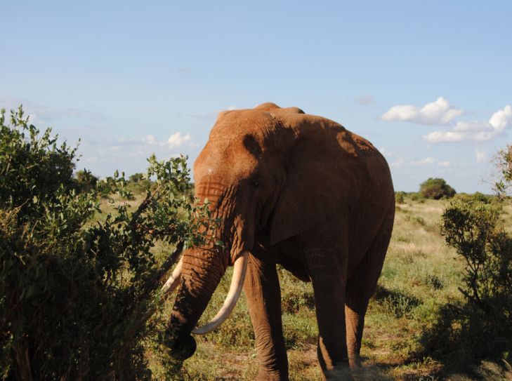 Kenia - Safari Abenteuer und  Badeurlaub in Einem 