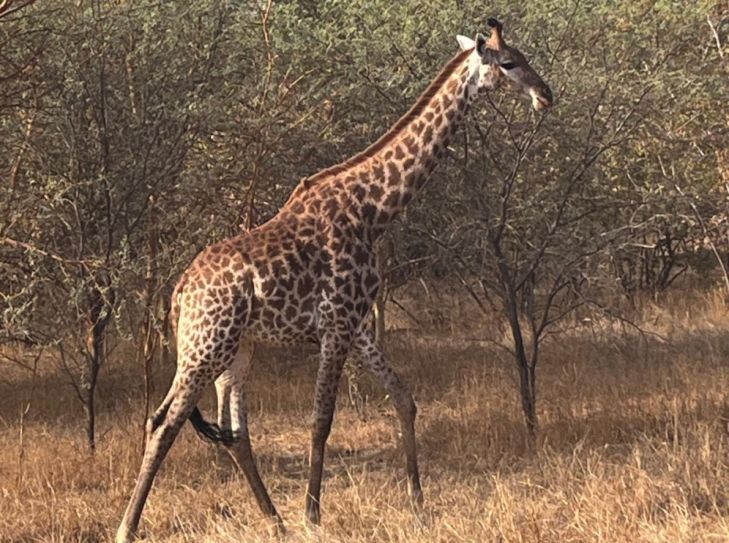 Senegal und das Riu Baobab