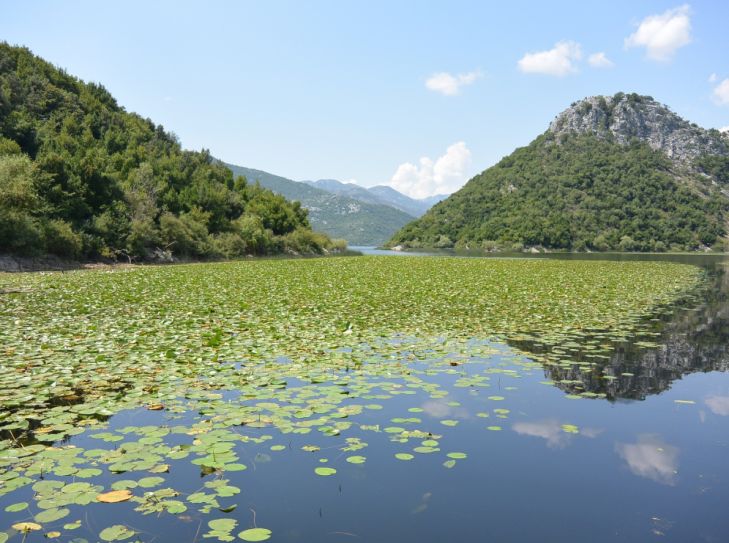 Skutarisee: Ein Vogelfestival am größten See des Balkans