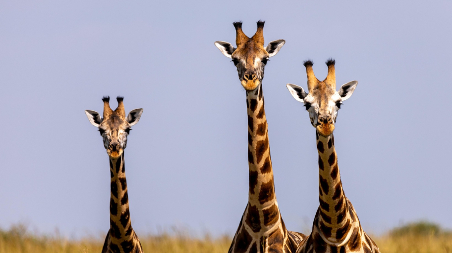 Begleitete Gruppe Reisebuero Wolter Karibu 2026