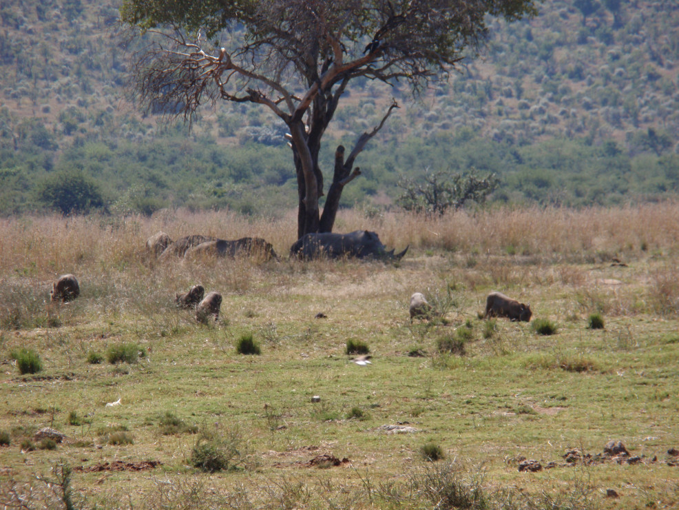 original 2009-04 S dafrika 050