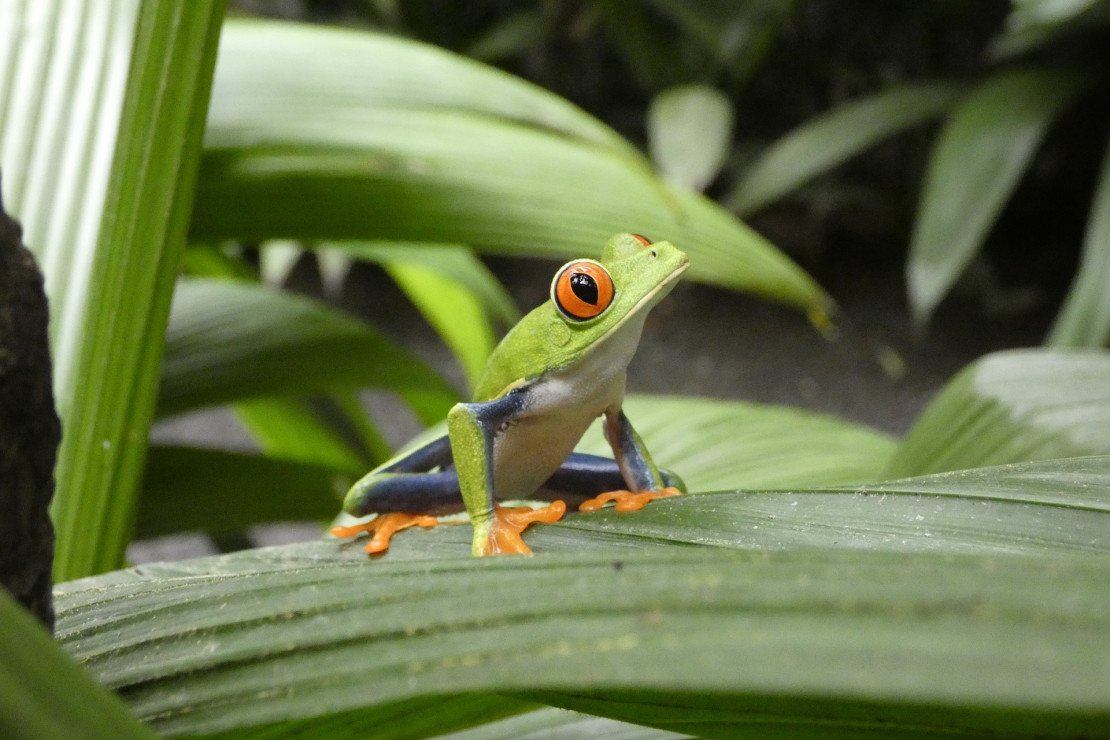 original pixabay costa-rica 3