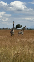 original 29- Mikumi Safari