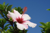 original pixabay madeira 1