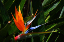 original pixabay kanaren