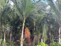 original IMG 0991 00000002 