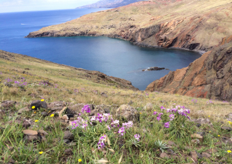 Bild Madeira - die Blumeninsel Reisebericht