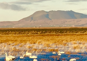 Bild Island - Land der Gletscher und Geysire Reisebericht
