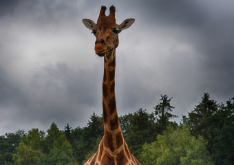 Bild Serengeti Park Hodenhagen - Safari Lodge Reisebericht