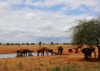 Bild Kenia- Tsavo West & Tsavo Ost und das Traveller Beach Resort Reisebericht