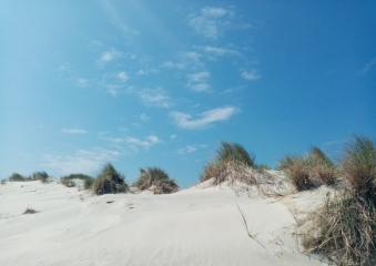 Bild Amrum Reisebericht