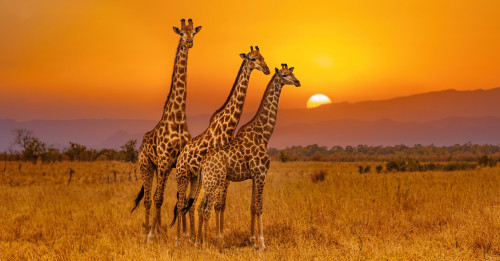giraffen