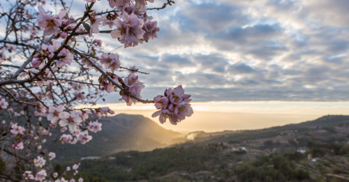 Mandelblüte auf Mallorca
