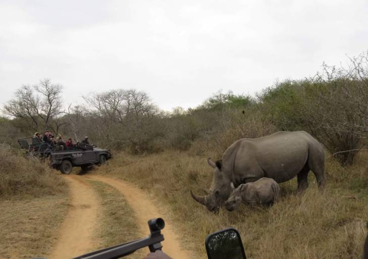 Safari Safari