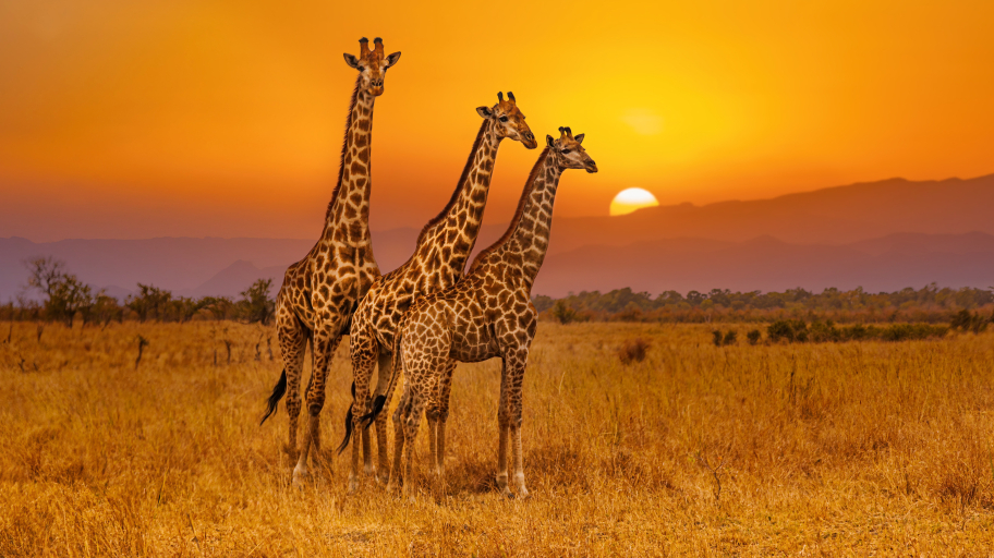 giraffen