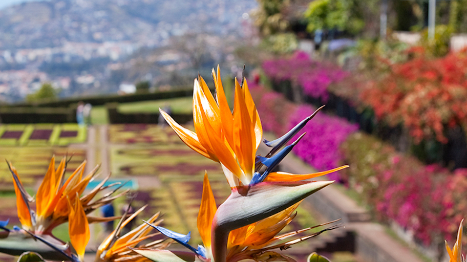 Gebeco_madeira