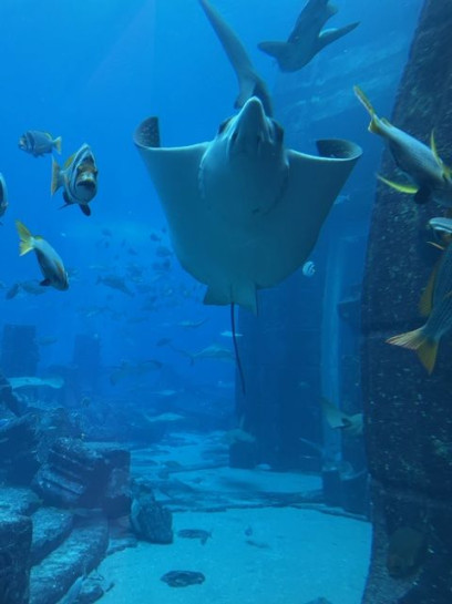 original Dubai Aquarium