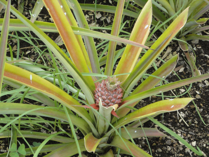 original Ananas Plantage