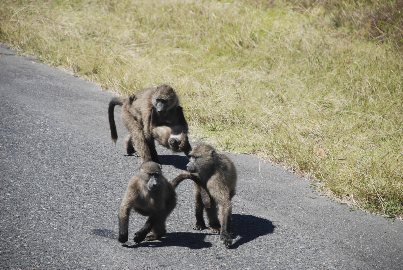 original Suedafrika 2013 076