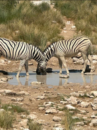 original Etosha 3