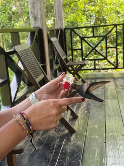 original Bird 4