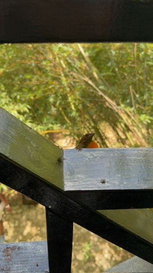 original Bird 1
