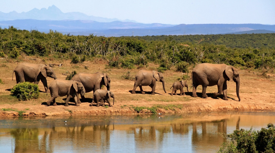 original pixabay safari