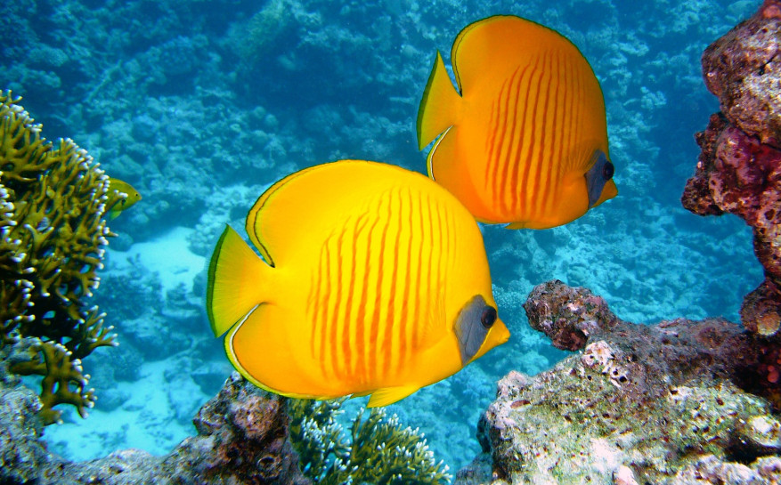 original pixabay korallenriffe