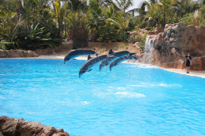 original pixabay loro-parque