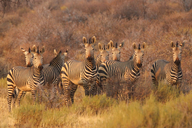original pixabay namibia 1