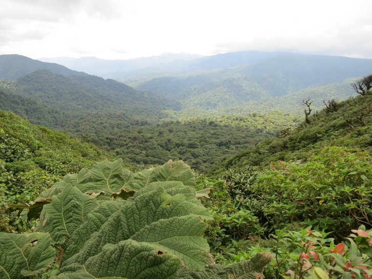 original pixabay monteverde