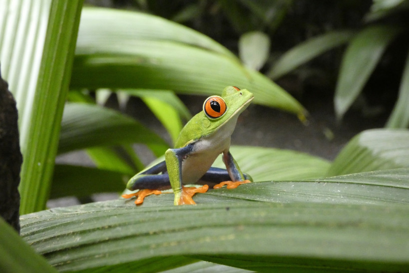 original pixabay costa-rica 3