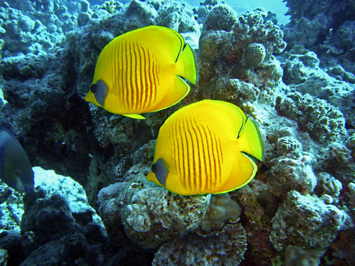 original pixabay aegypten-meer 1