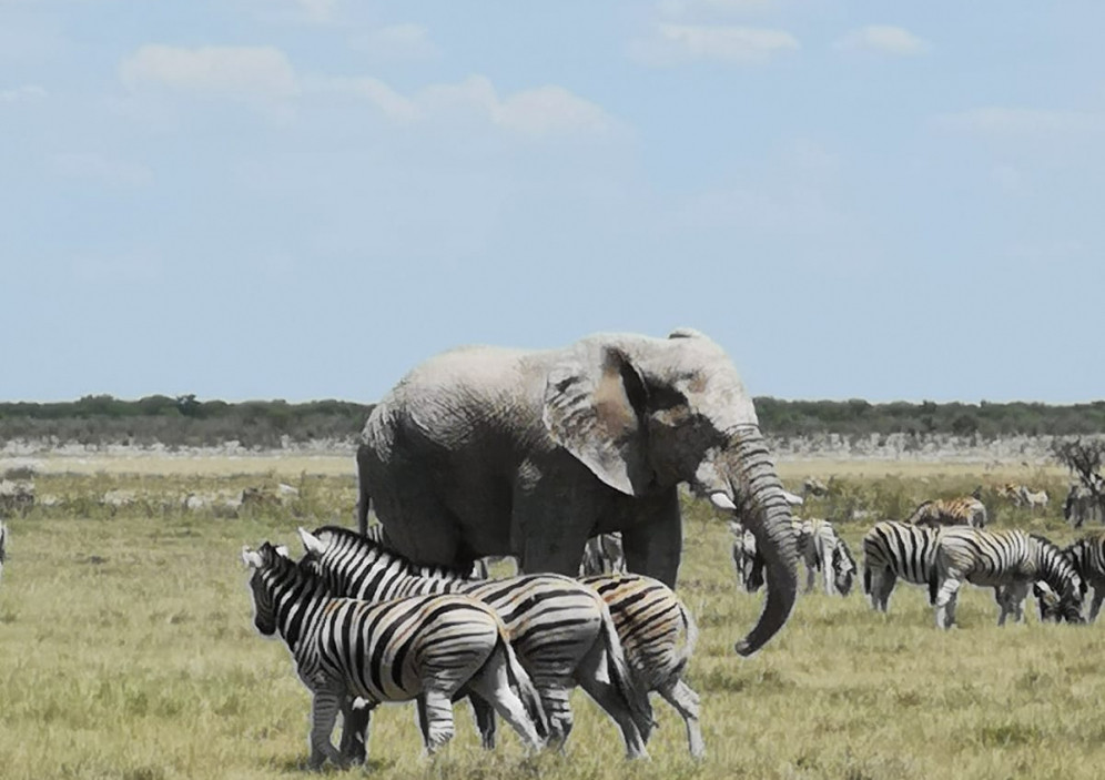Bild von Namibia der Einstieg für Afrika