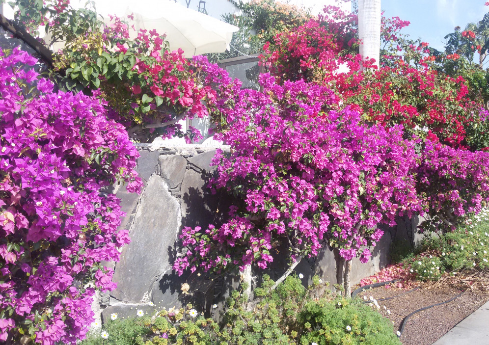 Bild von Gran Canaria  Perle im Atlantik