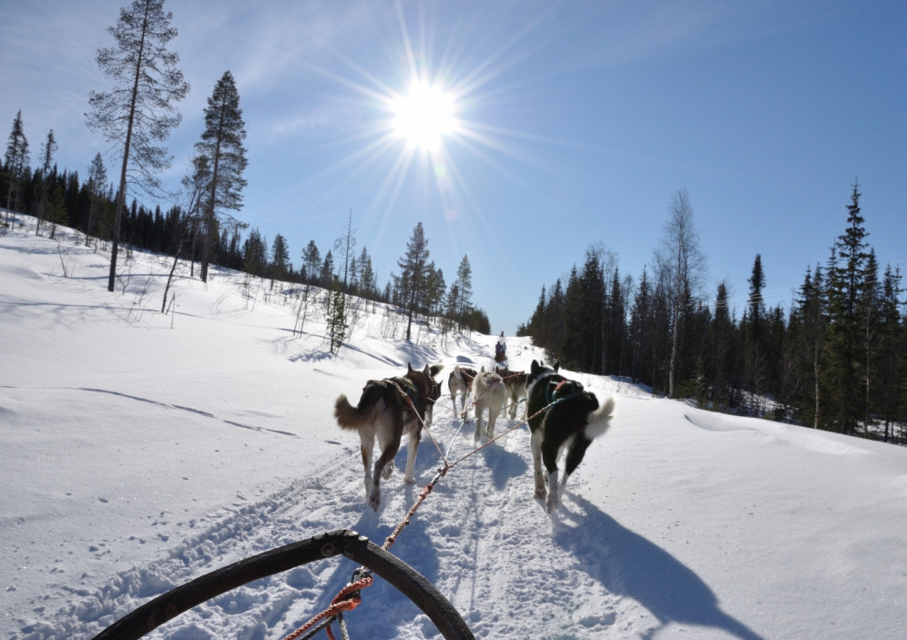 Bild von Im hohen Norden mit Walen und Huskys