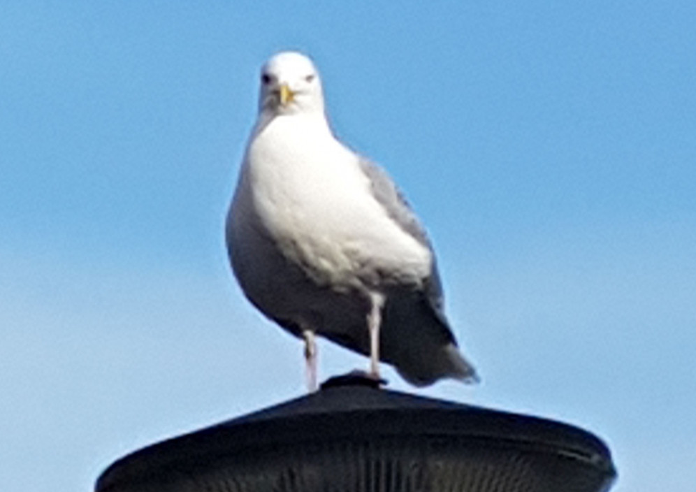Bild von Texel  Insel der Ruhe