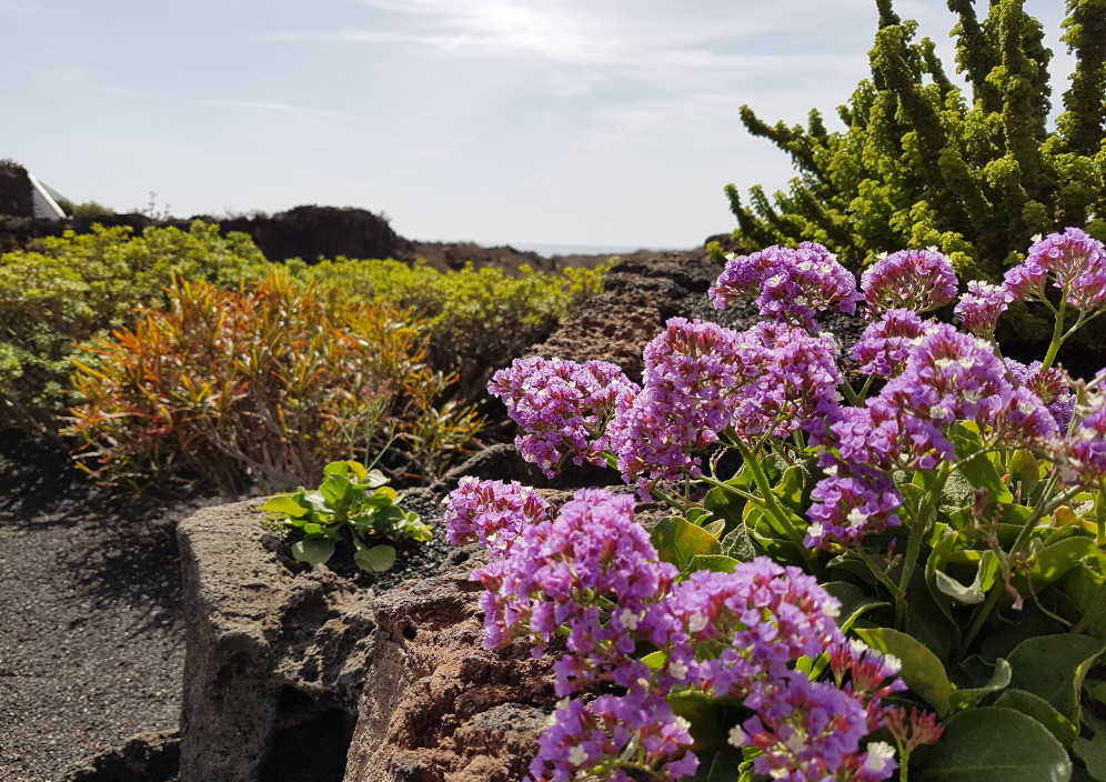 Bild von Lanzarote - Vulkaninsel im Atlantik