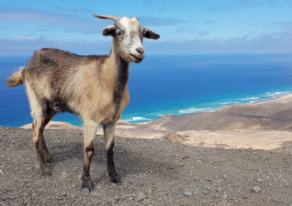 Bild von Fuerteventura - Insel für Strandliebhaber