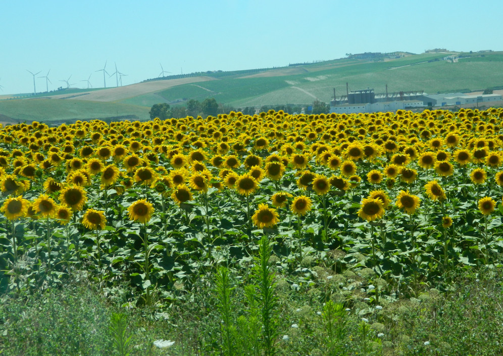 Bild von Die Küste des Lichts