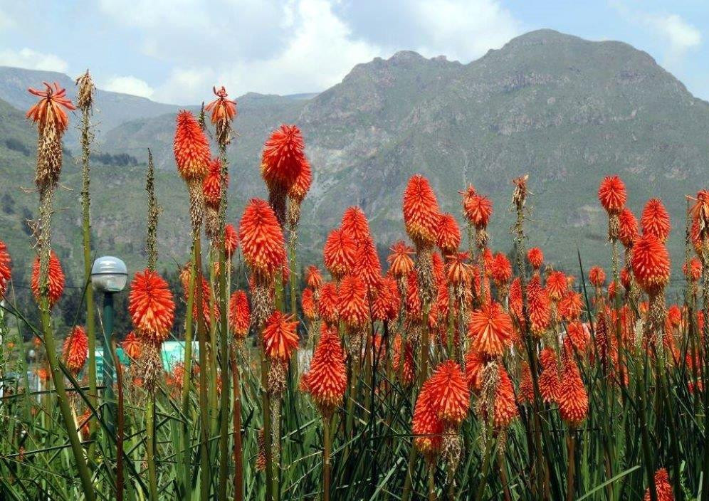 Peru-1