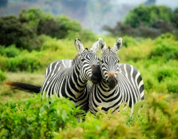 Afrika