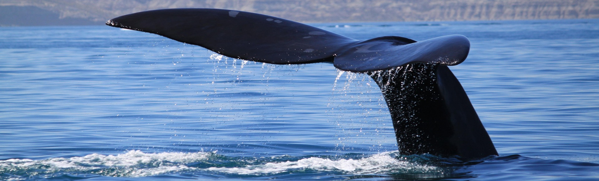 travelxperience-whale-6554930_1920