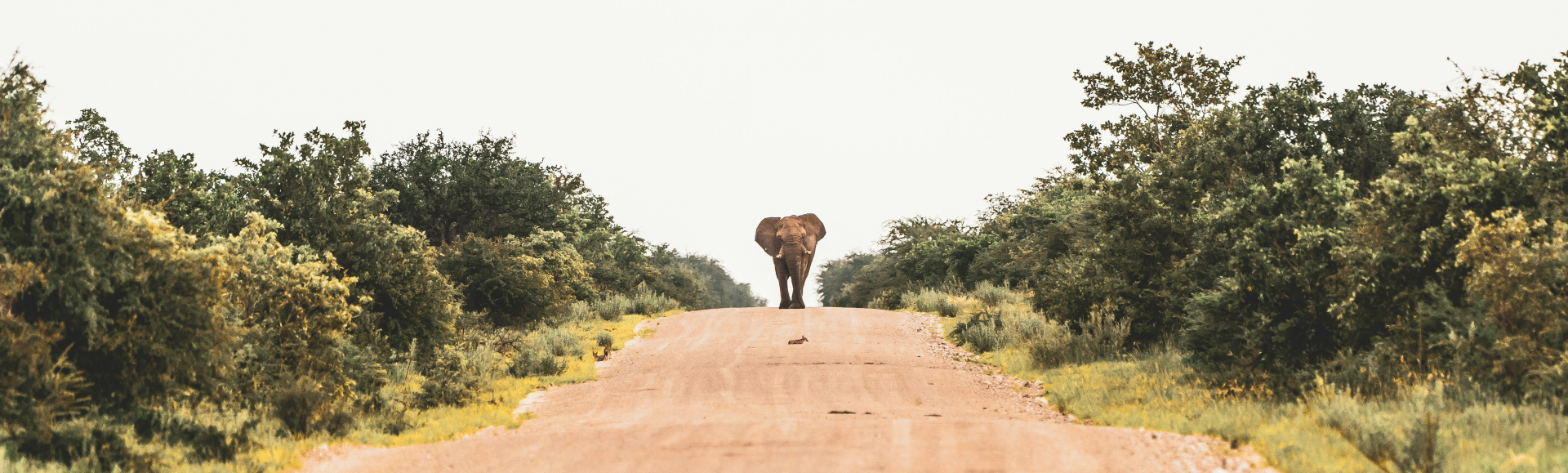 Elefant